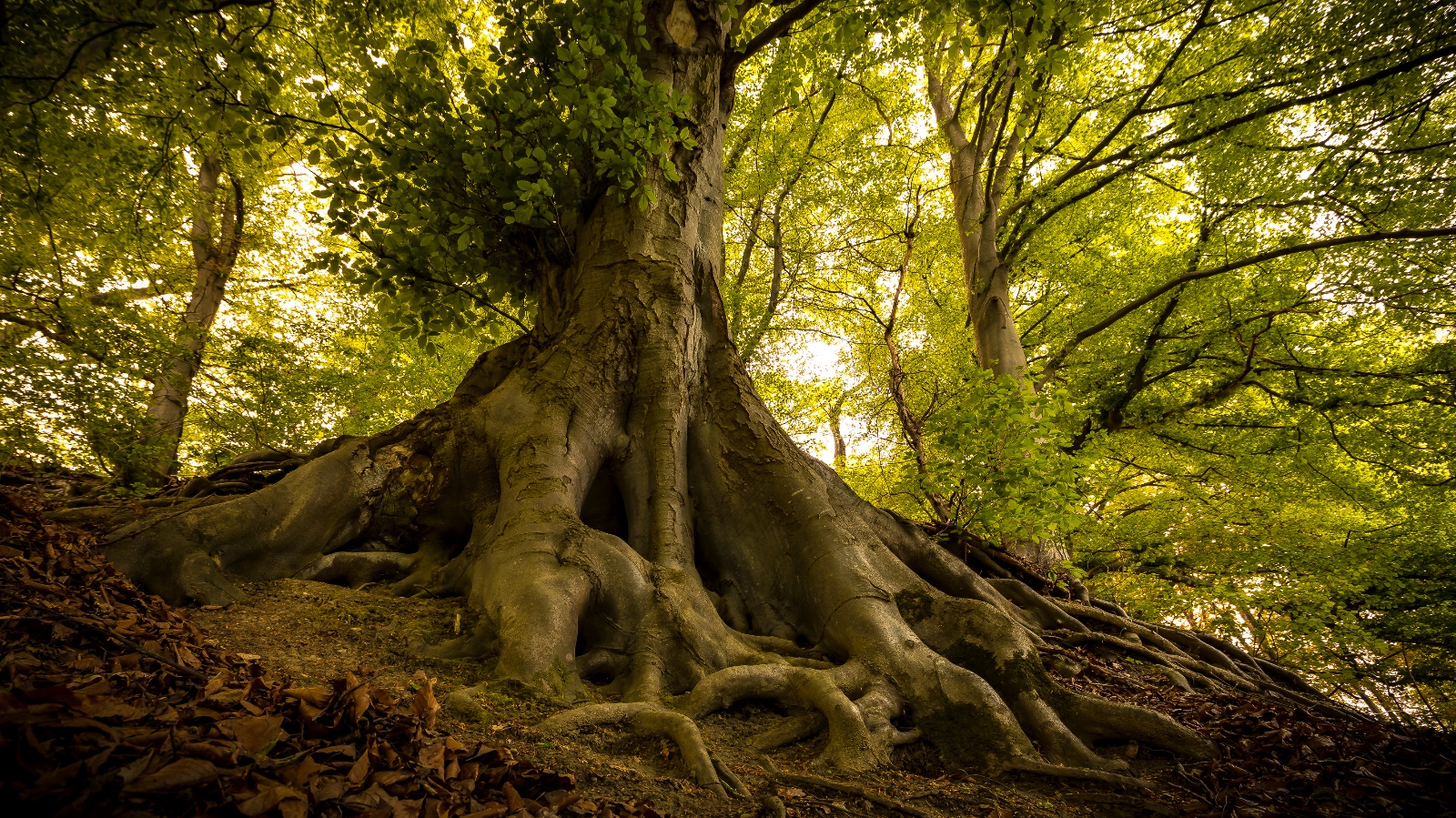 Platz 5 Anton Kienle